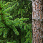 Zbliżenie gałęzi jodły i świerka z kroplami rosy w gęstym lesie w naturalnym świetle