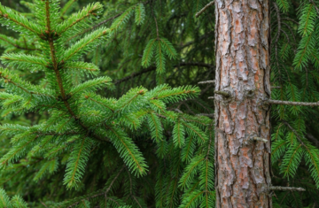 Zbliżenie gałęzi jodły i świerka z kroplami rosy w gęstym lesie w naturalnym świetle