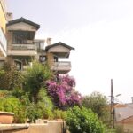 Photo potted garden flowers