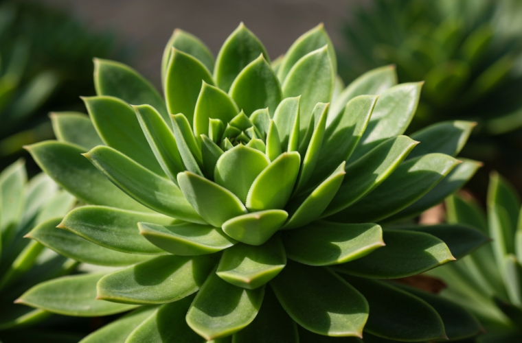 Zbliżenie rośliny amfora z grubymi liśćmi w rozetę, naturalne światło, szczegółowa struktura, rozmyte tło