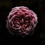 Photo dusty rose
