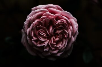 Photo dusty rose