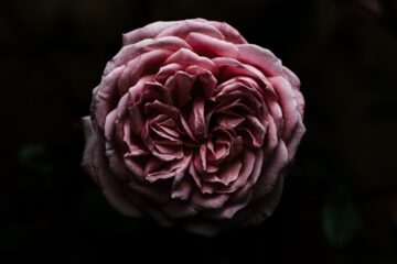 Photo dusty rose