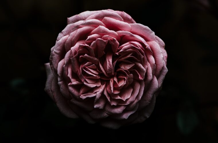 Photo dusty rose